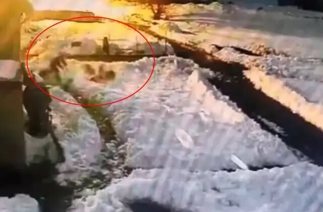 Hiç düşünmeden kurt sürüsünün içine daldı