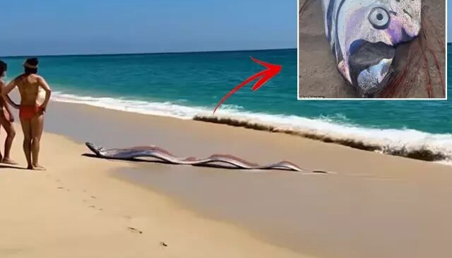 İki “kıyamet balığı” sahile vurdu