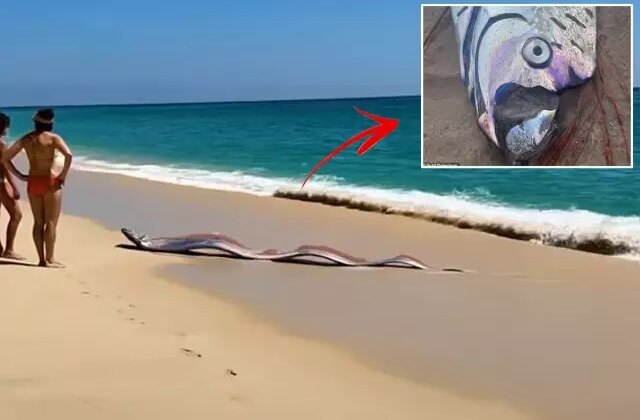 İki “kıyamet balığı” sahile vurdu