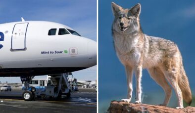 Kalkışta korku anları! Pistte kır kurduna çarpan uçak acil iniş yaptı