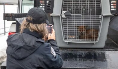 Kargo gemisine binen tilki 5 bin 500 kilometre uzakta ortaya çıktı