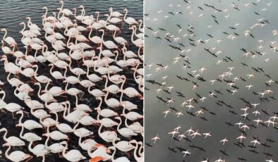 Kayseri’de eşsiz görüntü! Yılın ilk flamingo kafilesi geldi