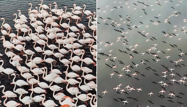 Kayseri’de eşsiz görüntü! Yılın ilk flamingo kafilesi geldi