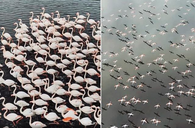 Kayseri’de eşsiz görüntü! Yılın ilk flamingo kafilesi geldi