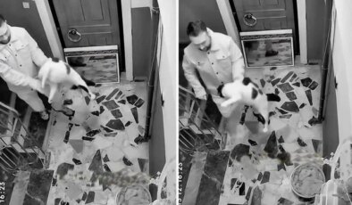 Kediyi darbedip apartmandan dışarı attı