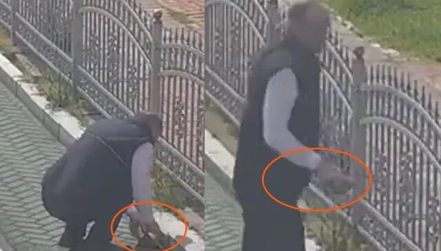 Kocaeli’de tramvay hattında sevgi dolu duraklama: Vatmandan kaplumbağaya yardım eli