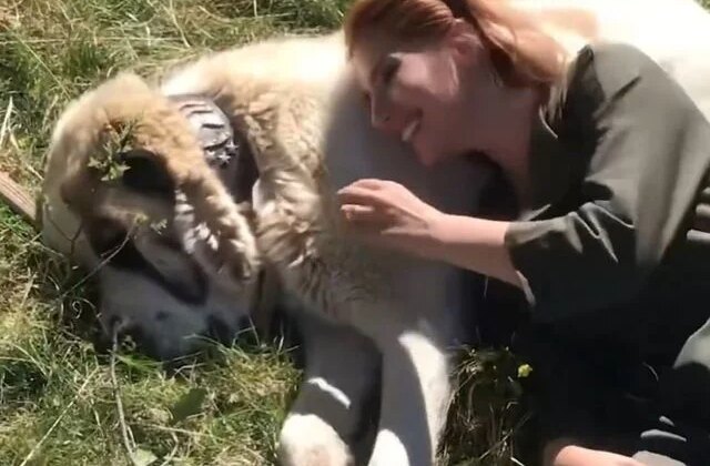 Köpeği seviyordu, sonu faciayla bitti