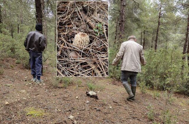 Köylüler dağ tepe onu arıyor: Altın bulmuş gibi seviniyoruz