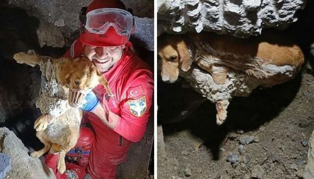 Kuruyan betonda mahsur kalan ‘Paris’, 7 saat sonra özgürlüğüne kavuştu