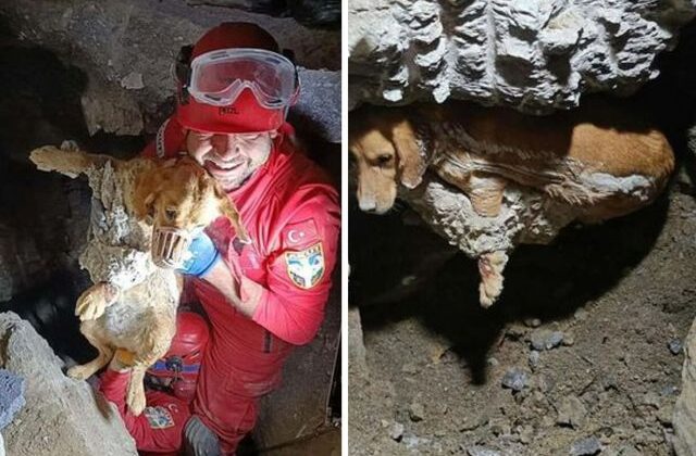 Kuruyan betonda mahsur kalan ‘Paris’, 7 saat sonra özgürlüğüne kavuştu