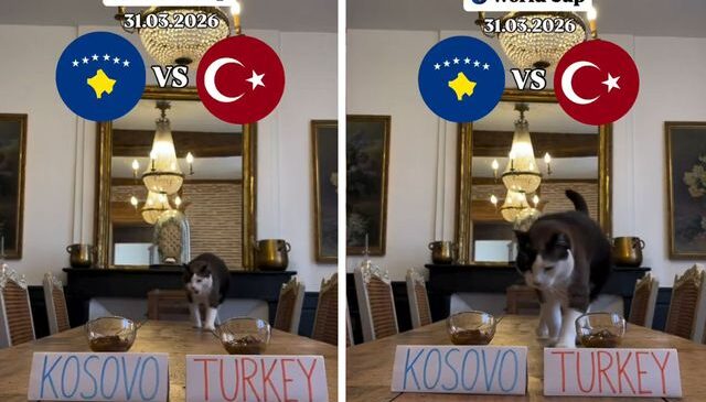 “Nimbus The King” isimli kedi Kosova – Türkiye maçının kazananını tahmin etti