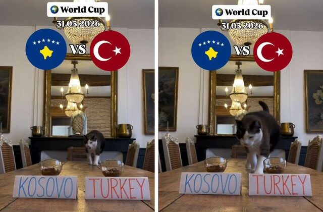 “Nimbus The King” isimli kedi Kosova – Türkiye maçının kazananını tahmin etti