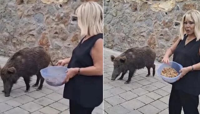 Safiye Soyman kapısına dayanan domuzu elleriyle besledi