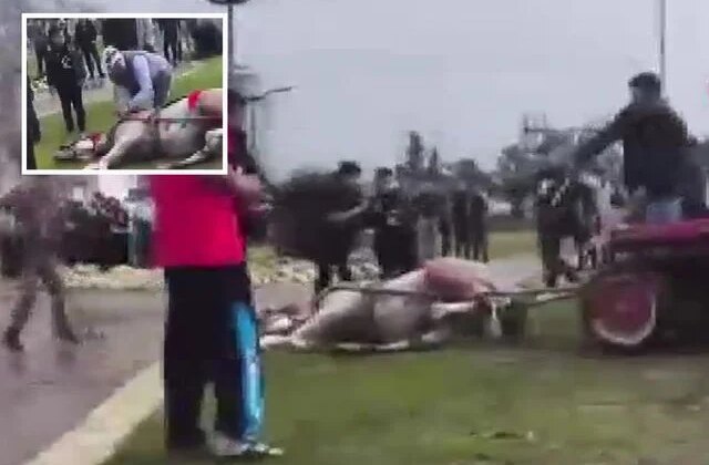 Sahibinin, koşmadığı için dövdüğü at bayıldı