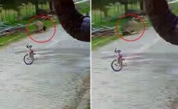 Saldırgan eşek, 5 yaşındaki çocuğa kabusu yaşattı