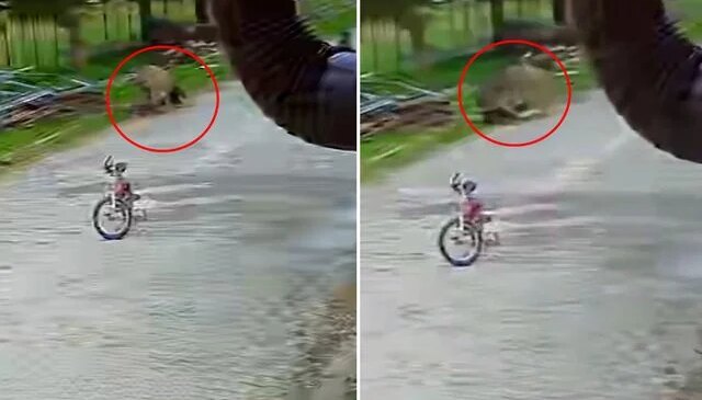 Saldırgan eşek, 5 yaşındaki çocuğa kabusu yaşattı