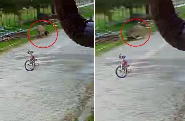 Saldırgan eşek, 5 yaşındaki çocuğa kabusu yaşattı