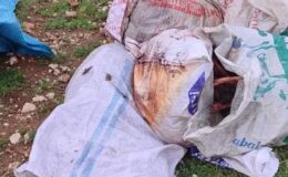 Şanlıurfa’da çuvallarda kesilmiş at başı bulundu