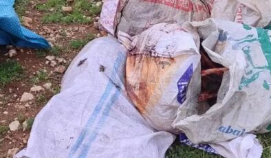 Şanlıurfa’da çuvallarda kesilmiş at başı bulundu