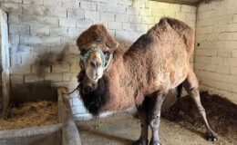 Şap hastalığı onları da etkiledi! Erkenden inzivaya çekildiler