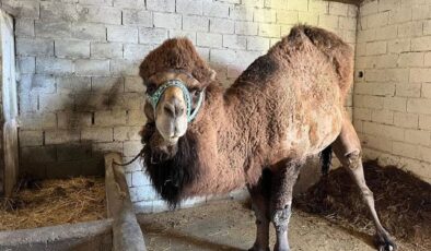 Şap hastalığı onları da etkiledi! Erkenden inzivaya çekildiler