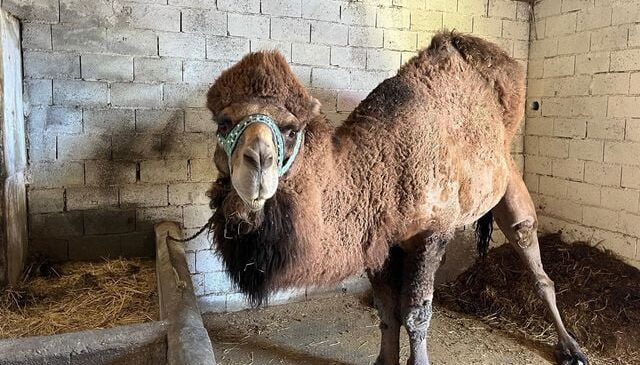 Şap hastalığı onları da etkiledi! Erkenden inzivaya çekildiler