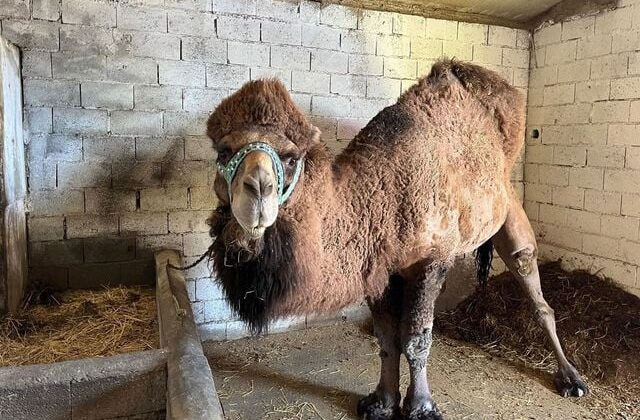 Şap hastalığı onları da etkiledi! Erkenden inzivaya çekildiler