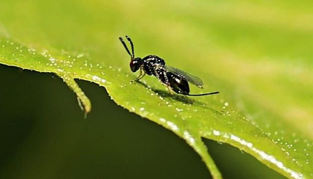 Sinop’ta 10 bin böceğe ‘kamu’ görevi