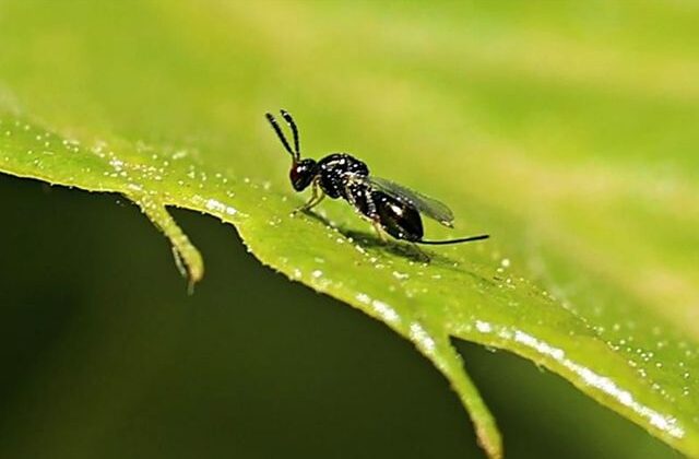 Sinop’ta 10 bin böceğe ‘kamu’ görevi