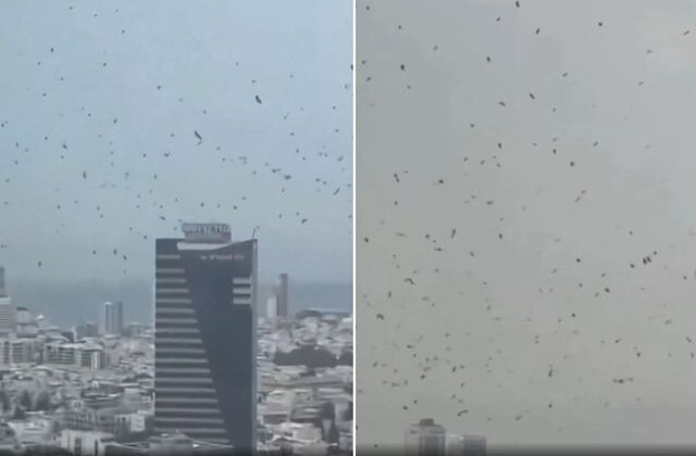 Tel Aviv’de karga istilası! İzleyen herkes aynı yorumu yapıyor