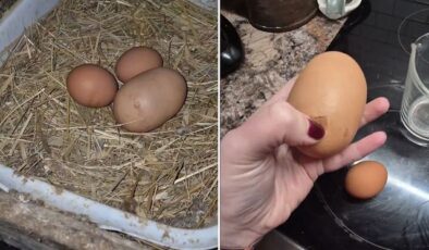 Tuhaf görünümlü yumurtayı kıran kadın, gördüğü karşısında şoke oldu