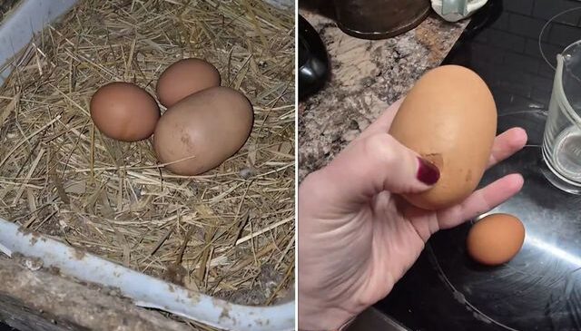 Tuhaf görünümlü yumurtayı kıran kadın, gördüğü karşısında şoke oldu