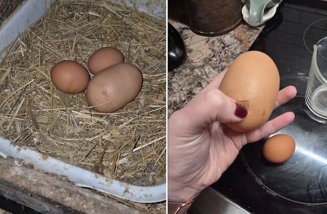 Tuhaf görünümlü yumurtayı kıran kadın, gördüğü karşısında şoke oldu