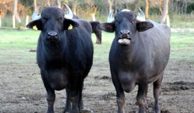 Türk çiftçilerin büyük başarısı: İki geni birleştirdiler, verimi görünce inanamadılar