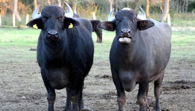 Türk çiftçilerin büyük başarısı: İki geni birleştirdiler, verimi görünce inanamadılar