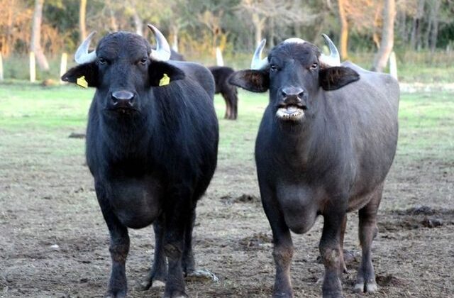 Türk çiftçilerin büyük başarısı: İki geni birleştirdiler, verimi görünce inanamadılar