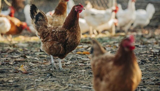 Ülkeyi sarsan skandal! Tavuklara cinsel saldırıda bulunan şüpheliye 3 yıl hapis