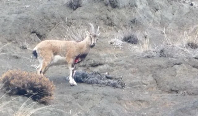 Yaralı dağ keçisini görüntüleyen aile hekimi: Tetiğe değil, deklanşöre basalım