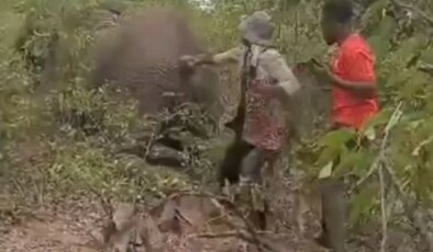 Yaralı filin kuyruğunu çekti, bedelini hayatıyla ödedi