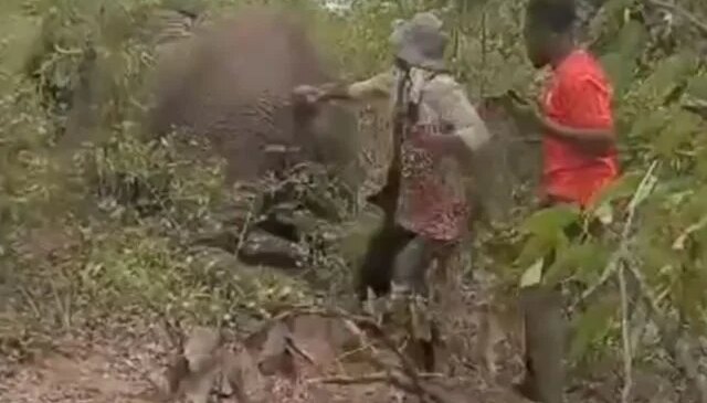 Yaralı filin kuyruğunu çekti, bedelini hayatıyla ödedi