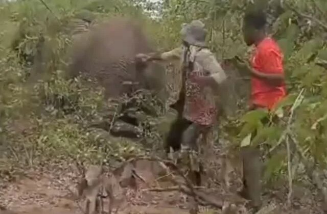 Yaralı filin kuyruğunu çekti, bedelini hayatıyla ödedi