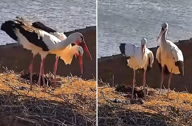 Yaren leyleğin eşi Nazlı da yuvasına döndü