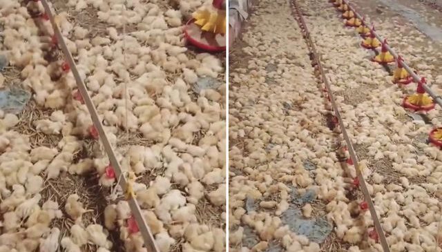 Yeni işe soyunan genç, sabah uyanınca hayatının şokunu yaşadı