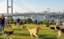 Zengin semtinde yaptığı işten 150 bin lira kazanıyor: Okumayın, iş kovalayın