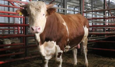 1,5 tonluk dev tosun Kurban için hazır! İşte istenen fiyat