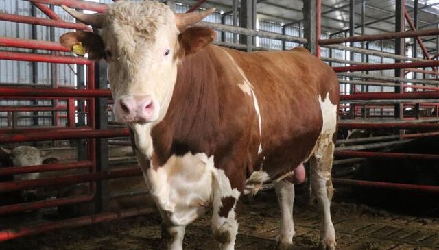 1,5 tonluk dev tosun Kurban için hazır! İşte istenen fiyat