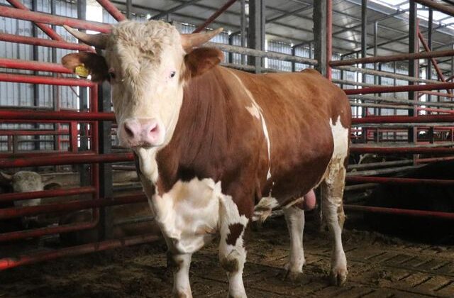 1,5 tonluk dev tosun Kurban için hazır! İşte istenen fiyat