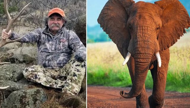 ABD’li milyoner avcı fillerin altında can verdi