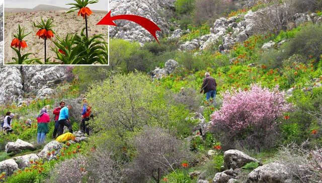 Afşin’de ters laleler açtı! Koparana 700 bin TL ceza