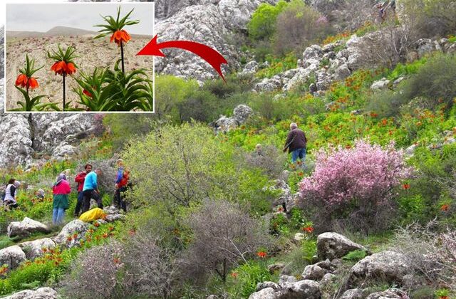 Afşin’de ters laleler açtı! Koparana 700 bin TL ceza